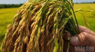 تقنيات زراعية جديدة تهدف إلى رفع قيمة وجودة محصول حبوب الأرز عالمياً